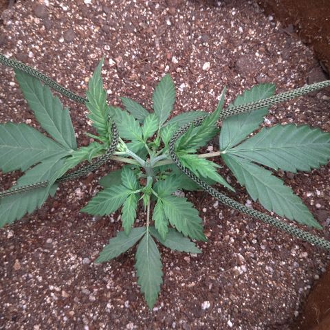 WW#1 growlog timeline photo