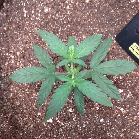 NL#1 growlog timeline photo