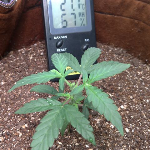 NL#1 growlog timeline photo