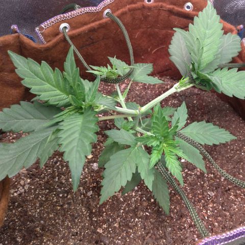 WW#1 growlog timeline photo