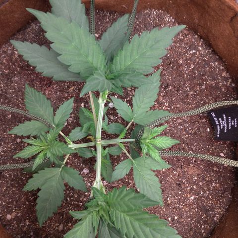 WW#1 growlog timeline photo
