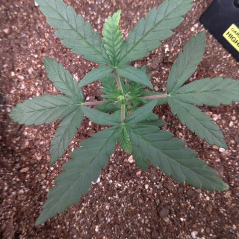 NL#1 growlog timeline photo