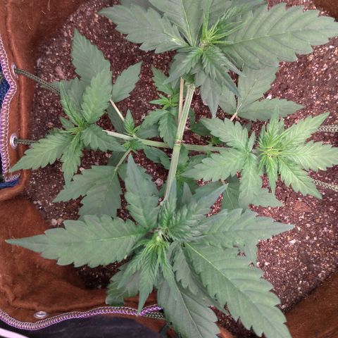WW#1 growlog timeline photo
