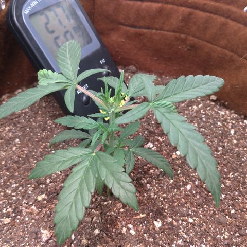 NL#1 growlog timeline photo