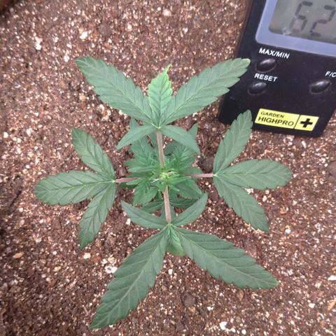 NL#1 growlog timeline photo