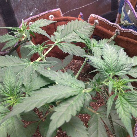 WW#1 growlog timeline photo