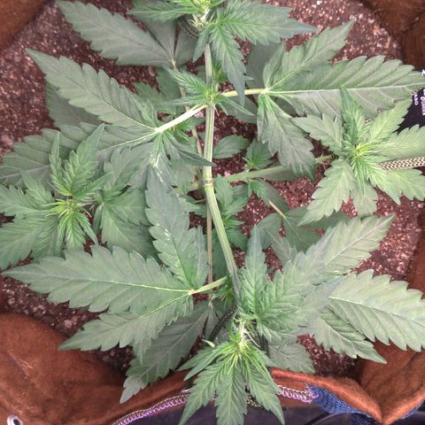 WW#1 growlog timeline photo