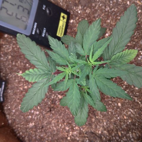 NL#1 growlog timeline photo