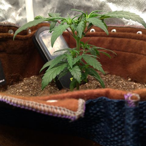 NL#1 growlog timeline photo