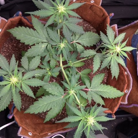 WW#1 growlog timeline photo