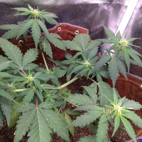 WW#1 growlog timeline photo
