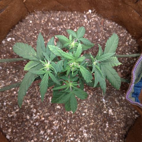 NL#1 growlog timeline photo
