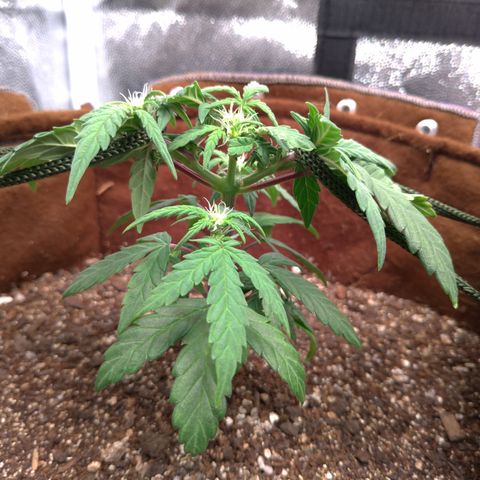 NL#1 growlog timeline photo