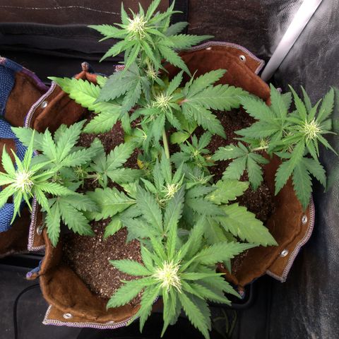 WW#1 growlog timeline photo