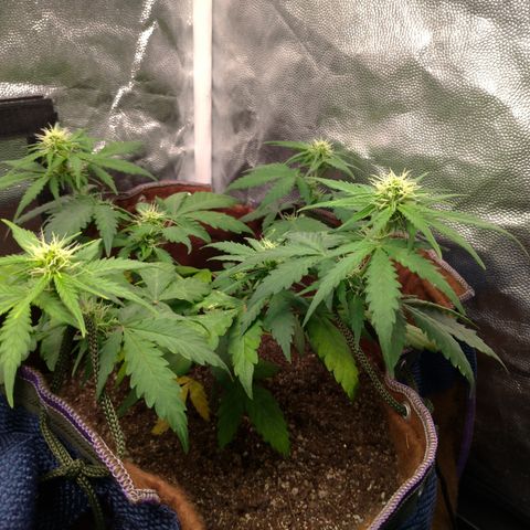 WW#1 growlog timeline photo