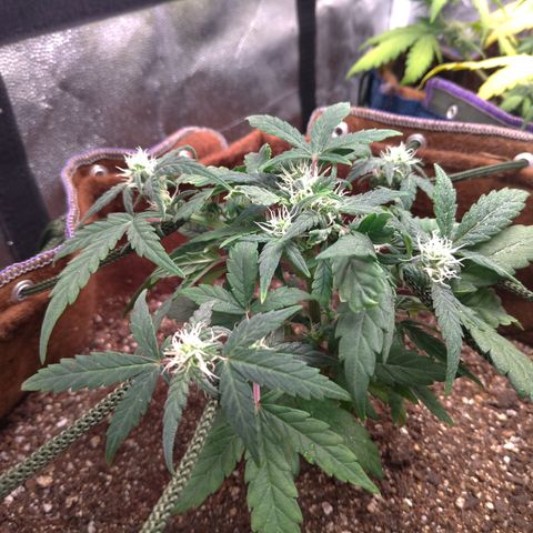 NL#1 growlog timeline photo
