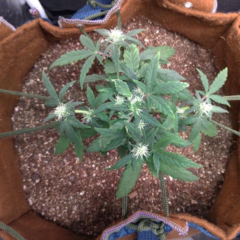 NL#1 growlog timeline photo