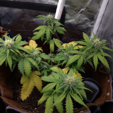 WW#1 growlog timeline photo