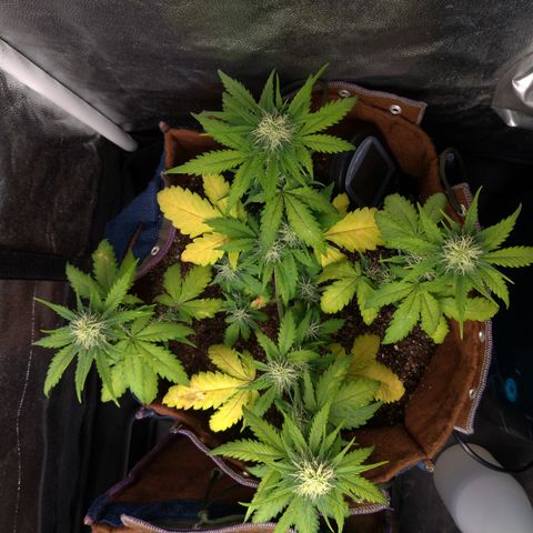 WW#1 growlog timeline photo