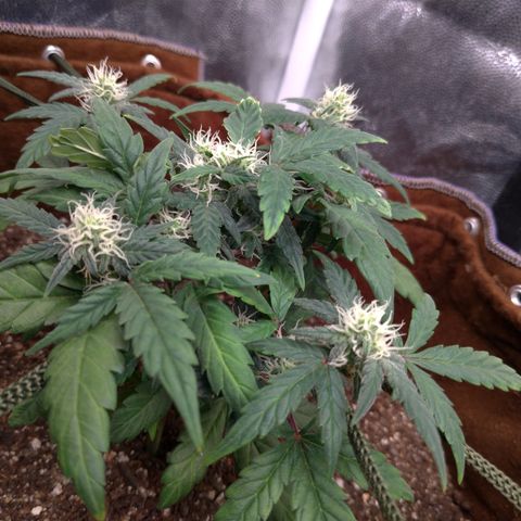 NL#1 growlog timeline photo
