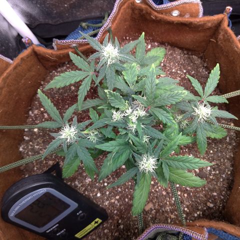 NL#1 growlog timeline photo