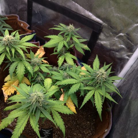 WW#1 growlog timeline photo