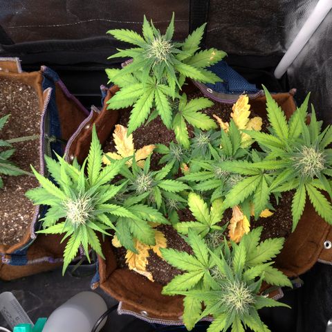WW#1 growlog timeline photo