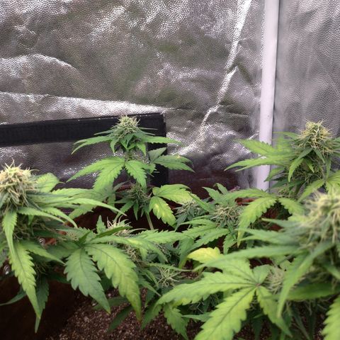 WW#1 growlog timeline photo