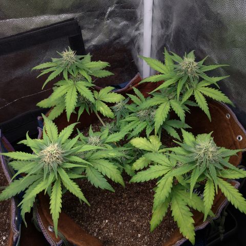 WW#1 growlog timeline photo