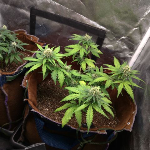 WW#1 growlog timeline photo