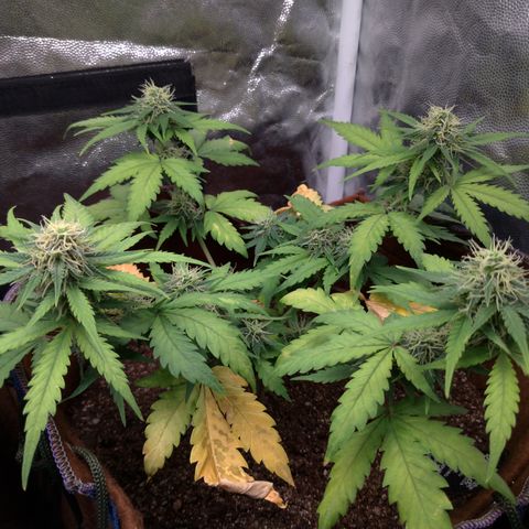 WW#1 growlog timeline photo