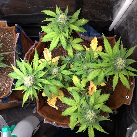 WW#1 growlog timeline photo