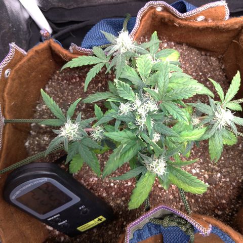 NL#1 growlog timeline photo