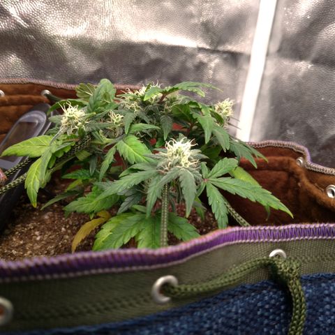 NL#1 growlog timeline photo