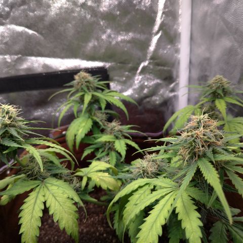 WW#1 growlog timeline photo