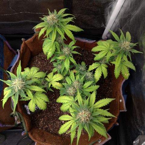 WW#1 growlog timeline photo