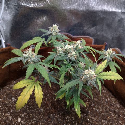 NL#1 growlog timeline photo