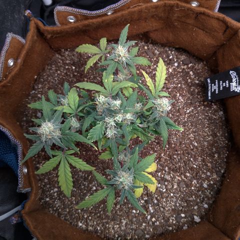 NL#1 growlog timeline photo