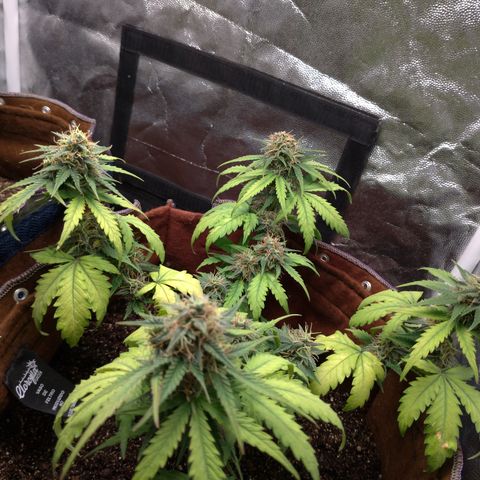 WW#1 growlog timeline photo