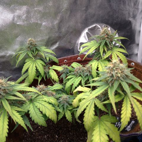 WW#1 growlog timeline photo
