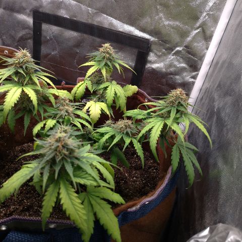 WW#1 growlog timeline photo