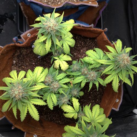 WW#1 growlog timeline photo
