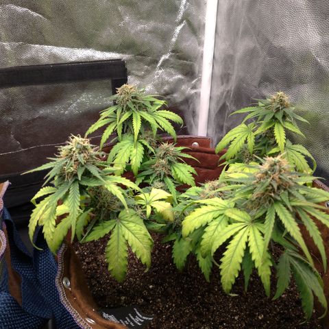 WW#1 growlog timeline photo