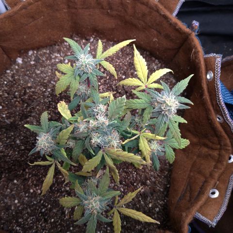 NL#1 growlog timeline photo
