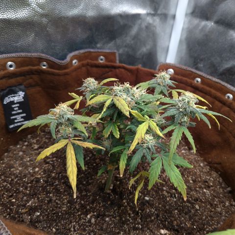 NL#1 growlog timeline photo