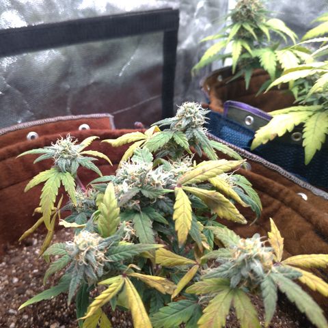 NL#1 growlog timeline photo