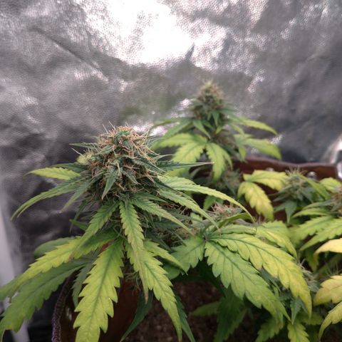 WW#1 growlog timeline photo