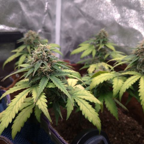 WW#1 growlog timeline photo