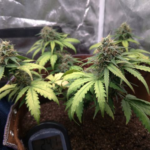 WW#1 growlog timeline photo