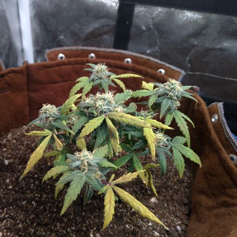 NL#1 growlog timeline photo